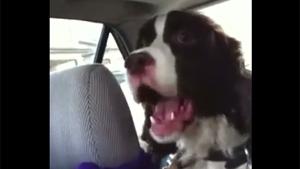 Dog Is Broken