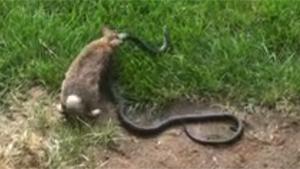 Mother Rabbit Attacks Snake