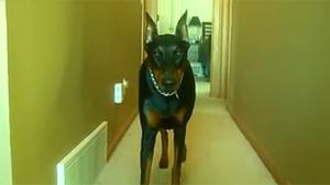 Attacking Doberman