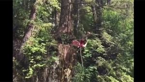 Tree Climb Ends Spectacular