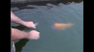 Fetching Dog Fish
