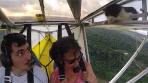 Cat Makes An Unsuspected Flight