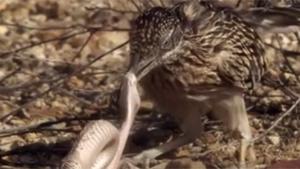 Roadrunner vS Rattle Snake