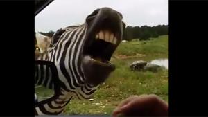 Marty The Zebra From Madagascar