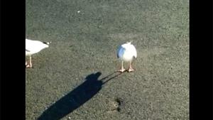 Dancing Seagull