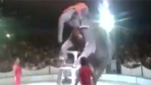 Elephant Trick Goes Wrong