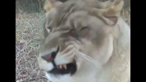 Sneezing Animal Compilation