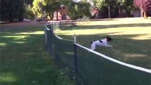 Doggy Makes Epic Front Flip