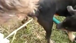 Removing Tape Worm