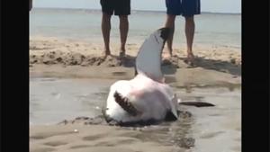 Beached Shark Gets Rescued
