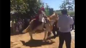 Weddding Horse Throws Groom Off