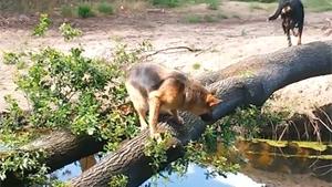 Dog Falls In Water