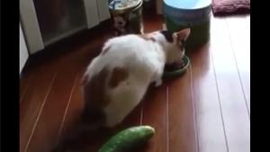 Cat Vs Cucumber