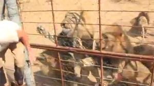 Feeding Hungry Lions