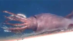 Colossal Squid Spotted