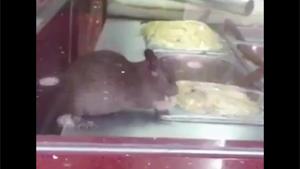 Rat In Restaurant