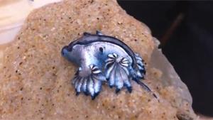 Alien Life Form Found