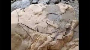 Crawling Weird Worms
