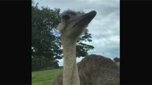 Ostrich Wants A Ride