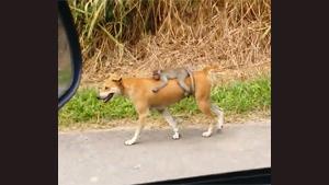 Dog Carrying Baby Monkey