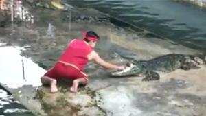 Accident During Crocodile Show