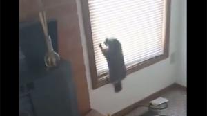 Marmot Stuck In Home