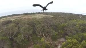 Eagle Takes Out Drone