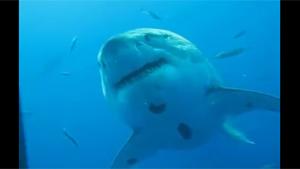 Encounter With Great White Shark