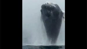 Spectacular Whale Jump