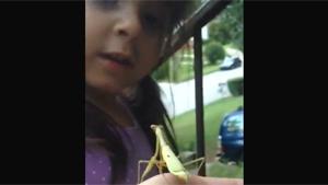 Praying Mantis Says Hello