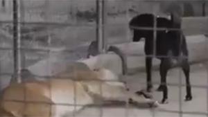 Dog Is King Of The Lion Pit