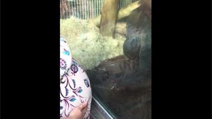 Orangutan Sees Pregnant Lady