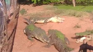 Far Sighted Crocodile Bites Foot Off