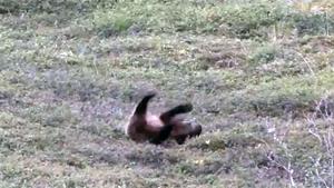 Bear Rolls Down The Mountain