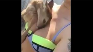 Bambi Likes Boobs