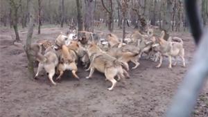 Wolf Pack Attacks Wolf