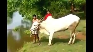 Cow Dives In River