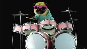 Drumming Dog