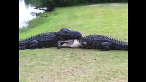 Territorial Crocodile Fight
