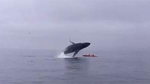 Humpback Whale Knocks Over Kayakers