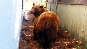 Bear Gives Him The Brown Eye