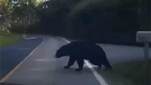 Bear Cub Hit Crossing Road