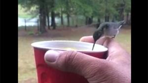 Thirsty Hummingbird Attack