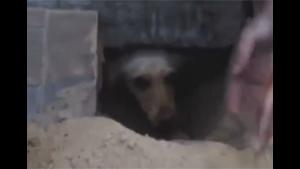 Buried Dog Gets Rescued