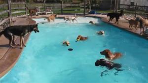 Fun In Doggy Day Care