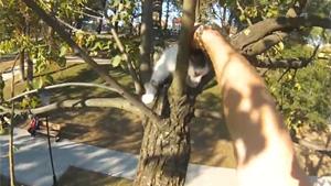 Rescueing Kittens From Tree