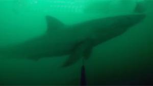Great White Shark Says Hello