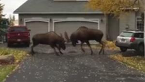 Fighting Moose