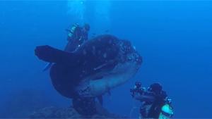 Giant Sunfish