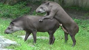 Tapir's Penis Is Too Big